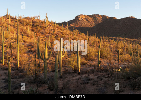 Saguaro National Park Ouest, Tucson Arizona. Wild Dog Trail au coucher du soleil Banque D'Images