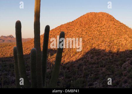 Saguaro National Park Ouest, Tucson Arizona. Wild Dog Trail au coucher du soleil Banque D'Images