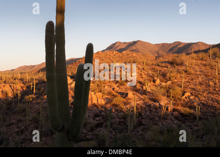 Saguaro National Park Ouest, Tucson Arizona. Wild Dog Trail au coucher du soleil Banque D'Images