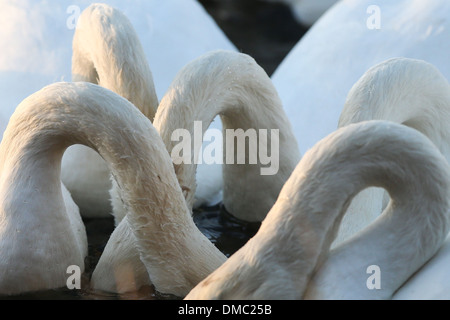 SWANS ARRIVANT À WELNEY LAVAGES,CAMBRIDGESHIRE AU COUCHER DU SOLEIL Banque D'Images