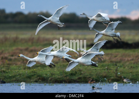 SWANS ARRIVANT À WELNEY LAVAGES,CAMBRIDGESHIRE AU COUCHER DU SOLEIL Banque D'Images