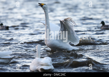 SWANS ARRIVANT À WELNEY LAVAGES,CAMBRIDGESHIRE AU COUCHER DU SOLEIL Banque D'Images