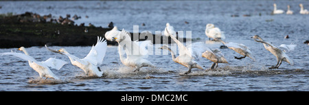 SWANS ARRIVANT À WELNEY LAVAGES,CAMBRIDGESHIRE AU COUCHER DU SOLEIL Banque D'Images