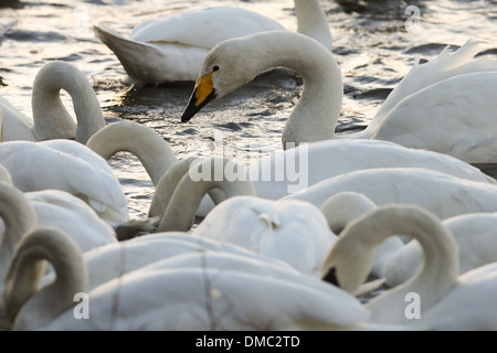 SWANS ARRIVANT À WELNEY LAVAGES,CAMBRIDGESHIRE AU COUCHER DU SOLEIL Banque D'Images