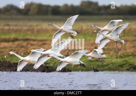 SWANS ARRIVANT À WELNEY LAVAGES,CAMBRIDGESHIRE AU COUCHER DU SOLEIL Banque D'Images