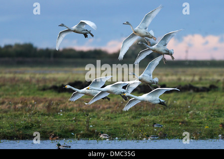 SWANS ARRIVANT À WELNEY LAVAGES,CAMBRIDGESHIRE AU COUCHER DU SOLEIL Banque D'Images