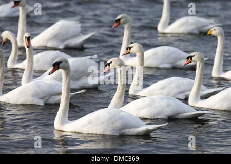 SWANS ARRIVANT À WELNEY LAVAGES,CAMBRIDGESHIRE AU COUCHER DU SOLEIL Banque D'Images