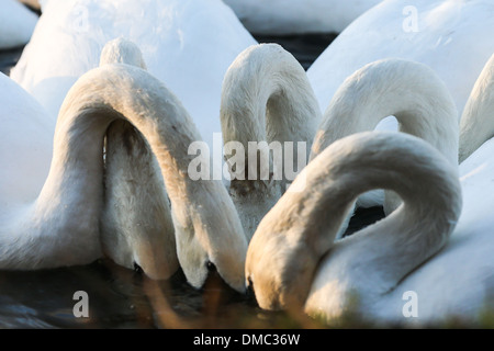 SWANS ARRIVANT À WELNEY LAVAGES,CAMBRIDGESHIRE AU COUCHER DU SOLEIL Banque D'Images