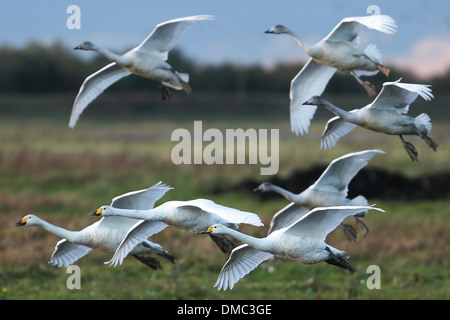 SWANS ARRIVANT À WELNEY LAVAGES,CAMBRIDGESHIRE AU COUCHER DU SOLEIL Banque D'Images