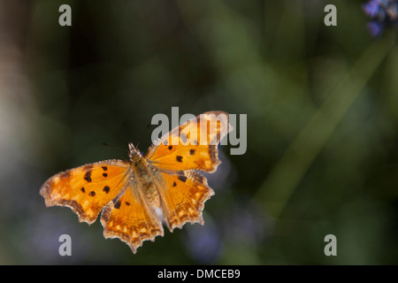 Brown Butterfly on lavender Banque D'Images