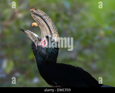 Un Calao Trompette Bycanistes bucinator - - trouvé dans Berindi Botswana Mozambique Congo Kenya Afrique. Banque D'Images