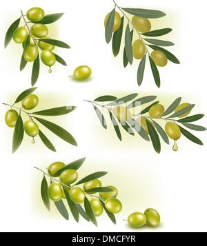 Ensemble d'artifices aux olives vertes. Vector illustration. Illustration de Vecteur
