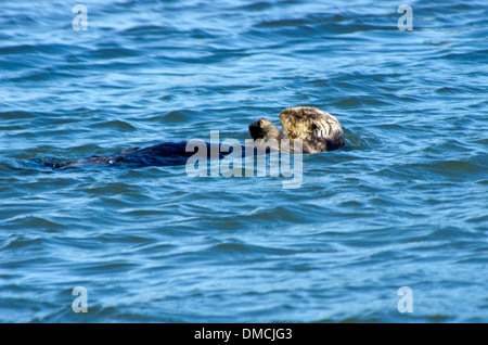 Elk Horn Slough, la loutre de mer, ehjydra lutris prendre une sieste tout en flottant dans le chanel Banque D'Images