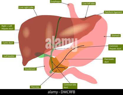 Anatomie du foie et vésicule biliaire Illustration de Vecteur