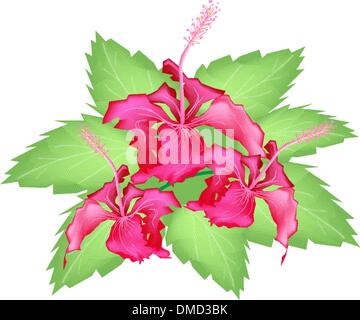 Un groupe de fleurs d'Hibiscus rouges frais Illustration de Vecteur