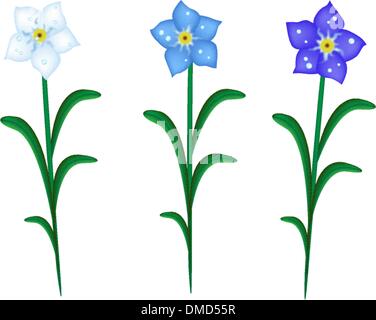 M'oubliez pas trois fleurs sur fond blanc Illustration de Vecteur