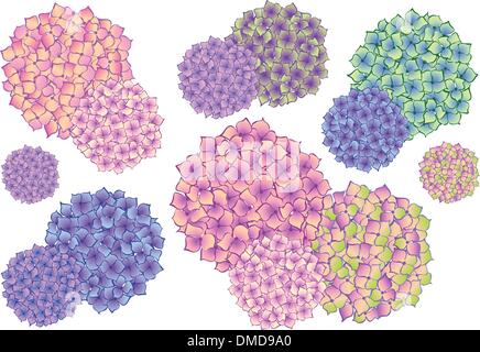 Fleurs d'hortensias colorés, vector set Illustration de Vecteur