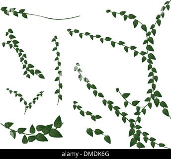 Un ensemble de plantes rampantes sur fond blanc Illustration de Vecteur