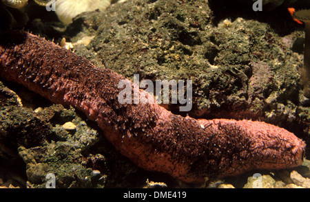 Concombre de mer comestibles (Holothuria edulis) Banque D'Images