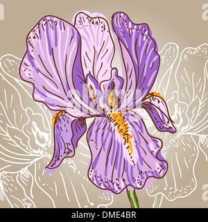 Purple Iris Illustration de Vecteur