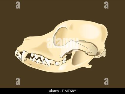 Latérale crâne de chien Illustration de Vecteur