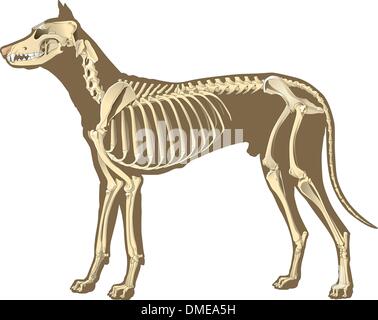 Squelette de l'article chien Illustration de Vecteur