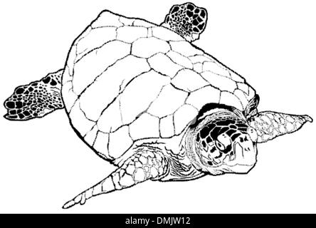 Tortue de mer Illustration de Vecteur