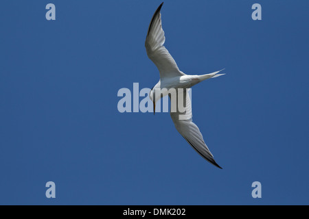 Sterne naine (Sternnula albifrons) Banque D'Images