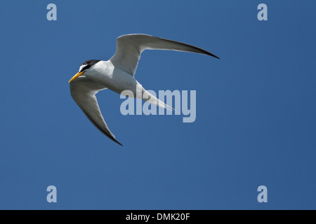 Sterne naine (Sternnula albifrons) Banque D'Images