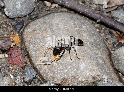 Ant un grand, peut-être Paraponera clavata, localement appelé bullet ant, à cause de la douleur causée par sa morsure. Banque D'Images