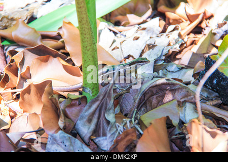 Lézard dans des feuilles sèches sur les Seychelles Banque D'Images