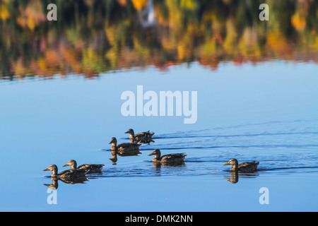 Canards SUR LE LAC ETCHEMIN, l'été indien, les couleurs de l'automne, CHAUDIÈRE-APPALACHES, QUÉBEC, CANADA Banque D'Images