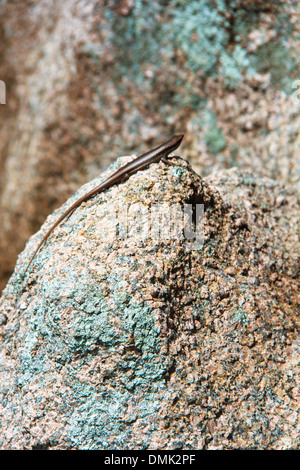 Sur le lézard des pierres lisses des Seychelles Banque D'Images