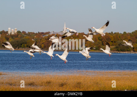 La MIGRATION DES OIES BLANCHES DANS LA RÉGION DE BERTHIER-SUR-MER, fleuve Saint-Laurent, CHAUDIÈRE-APPALACHES, couleurs d'automne, QUÉBEC, CANADA Banque D'Images