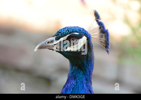 Pavo cristatus (paons indiens). Chef de l'homme oiseau, populairement connu comme un paon Banque D'Images