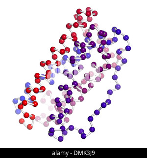 Facteur de stimulation des colonies de granulocytes (GCSF, le filgrastim) molécule. Utilisé pour traiter la neutropénie. Banque D'Images