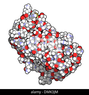 Facteur de stimulation des colonies de granulocytes (GCSF, le filgrastim) molécule. Utilisé pour traiter la neutropénie. Banque D'Images