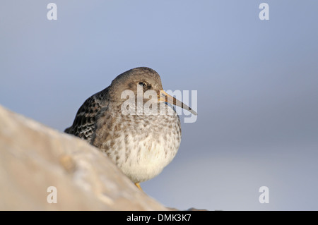 Bécasseau violet (Calidris maritima), en plumage d'hiver, le repos sur les rochers Banque D'Images