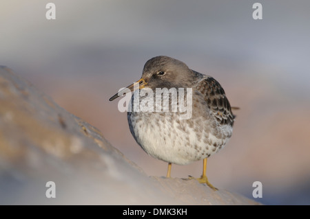 Bécasseau violet (Calidris maritima), en plumage d'hiver, le repos sur les rochers Banque D'Images