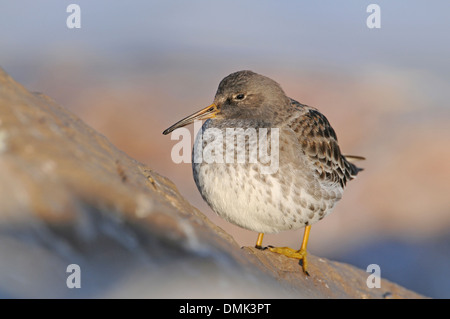 Bécasseau violet (Calidris maritima), en plumage d'hiver, le repos sur les rochers Banque D'Images