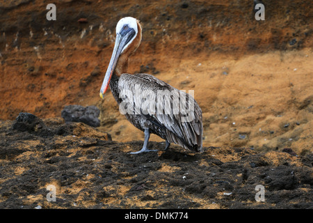 Pélican brun debout sur le rivage de l'île Santiago volcanique dans les îles Galapagos de l'Équateur. Banque D'Images