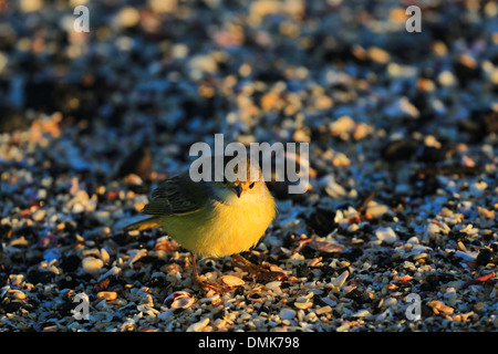 Paruline jaune marche sur la mer du littoral couvert shell de l'île de Santiago, îles Galapagos, en Équateur. Banque D'Images