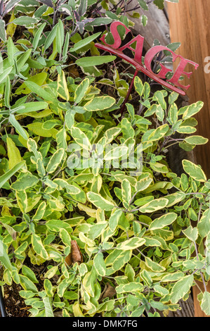 Sauge panachée plantes poussant dans le jardin avec un signe Banque D'Images