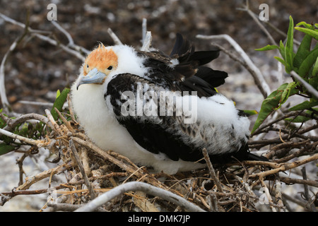 Une ancienne frégate chick assis dans un nid sur l'île de Genovesa, îles Galapagos, en Équateur. Banque D'Images