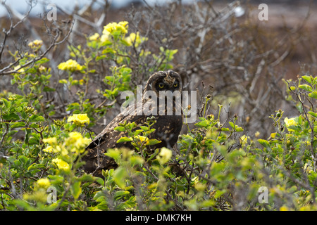 Un hibou des marais est assis sur une branche sur l'île de Genovesa, îles Galapagos, en Équateur. Banque D'Images