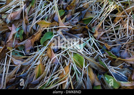 Les feuilles en automne en décomposition hosta Banque D'Images