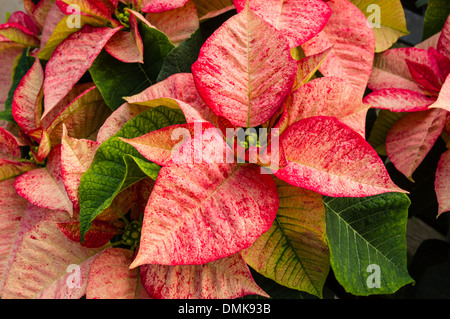 Poinsettia plantes en fleurs utilisées comme décorations de Noël traditionnel Banque D'Images