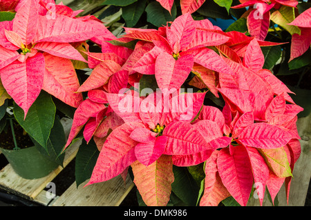 Poinsettia plantes en fleurs utilisées comme décorations de Noël traditionnel Banque D'Images