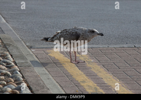 Une jeune mouette attend que c'est maman sur une voiture park road Banque D'Images