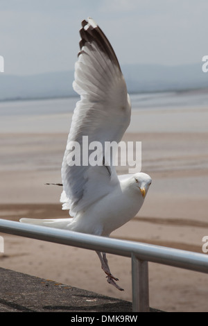 Mouette planant, regardant l'appareil photo Banque D'Images